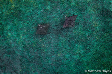 Load image into Gallery viewer, Eagle Rays