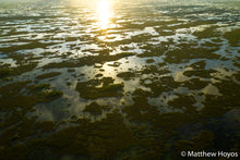 Load image into Gallery viewer, Earthy Florida