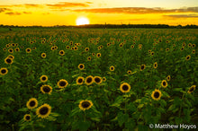 Load image into Gallery viewer, Sunflower Sunset