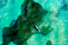 Load image into Gallery viewer, Florida Manatee