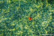 Load image into Gallery viewer, Miami Starfish